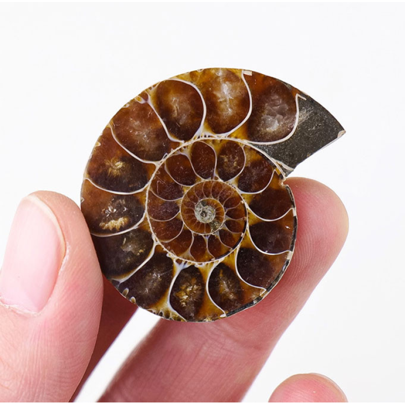 Аммоніт 4-5см.