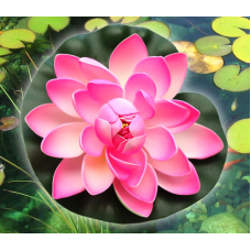 Декоративний Лотос Темно-рожевий великий/ Не насіння