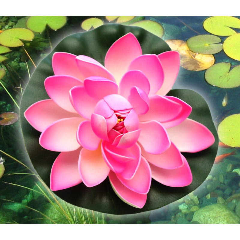 Декоративний Лотос Темно-рожевий великий/ Не насіння