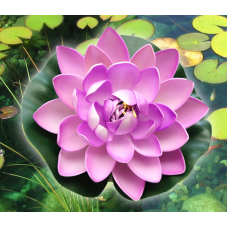 Декоративний Лотос Рожевий великий