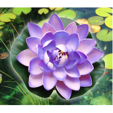 Декоративний Лотос Бузковий великий