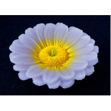 Свічка - квітка Бузова хризантема