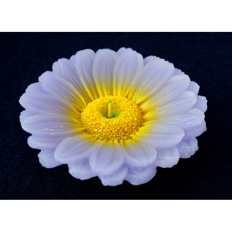 Свічка - квітка Бузова хризантема