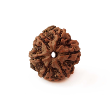 Бусина Рудракші 6 облич