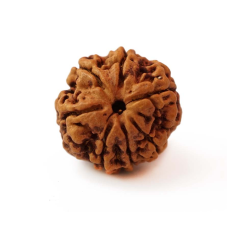 Бусина Рудракші 7 облич