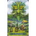 Таро Зеленої Відьми | The Green Witch Tarot, Ann Moura. Llewellyn