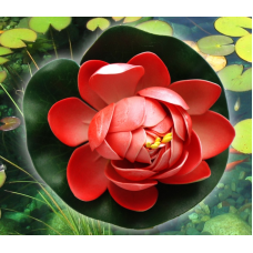 Декоративний Лотос Кораловий малий