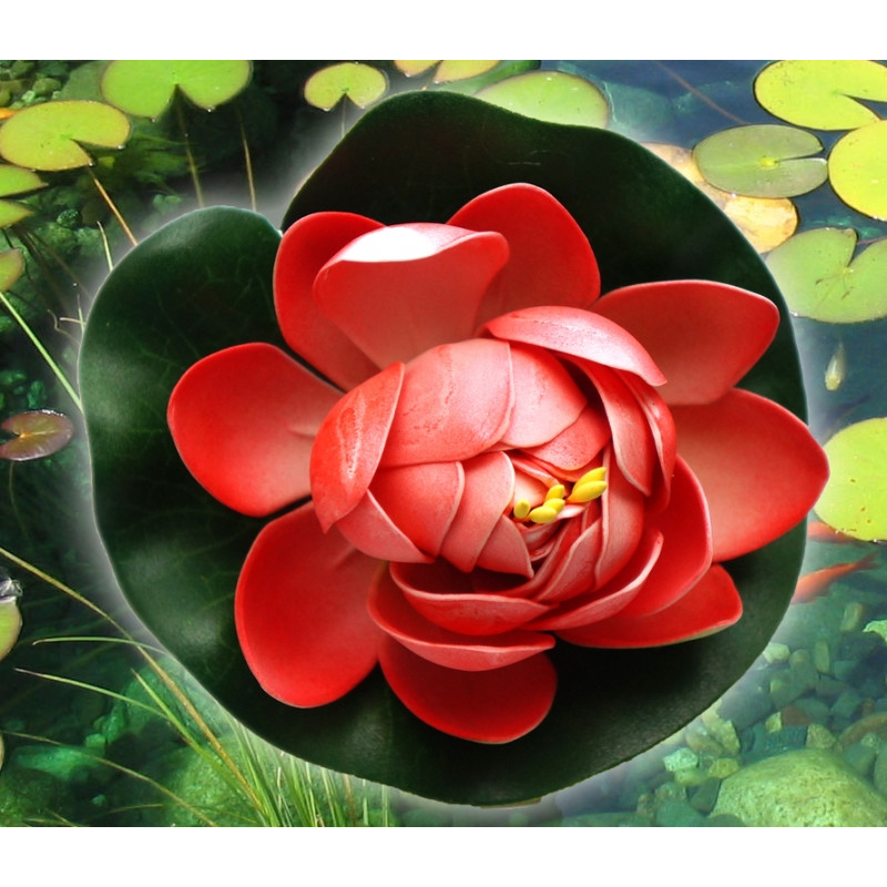 Декоративний Лотос Кораловий малий
