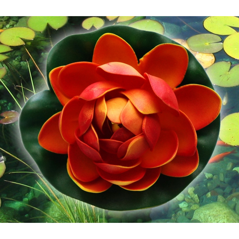 Декоративний Лотос Бордовий малий