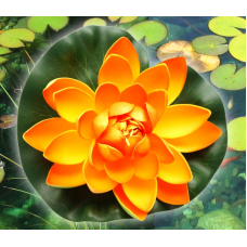 Декоративний Лотос Помаранчевий середній